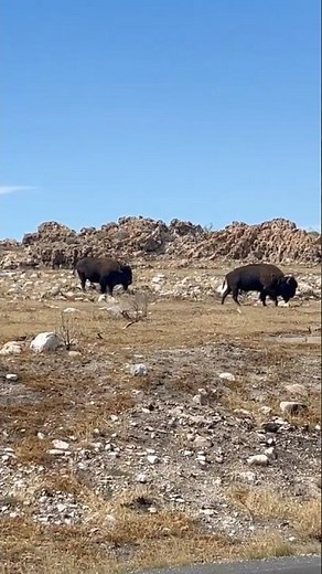 Wild Bison & Pronghorn in Utah's Antelope Island