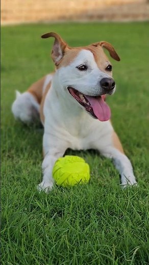 The Dog That Can't Bark #basenji #dogfacts #shorts