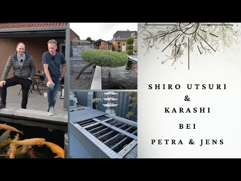 Shiro Utsuri in abundance at Petra & Jens's