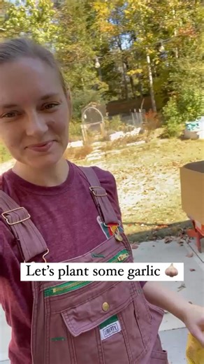 How to plant garlic (it’s easier than you think!): 1️⃣ Separate the cloves (don’t peel them). 2️⃣ Plant pointy side up, about 2" deep. 3️⃣ Space 4–6" apart. 4️⃣ Cover up for the winter. 5️⃣ Water as needed, depending on snow and rainfall over winter 🌱 Plant this fall, harvest by summer — it’s that simple. | Burpee Gardening