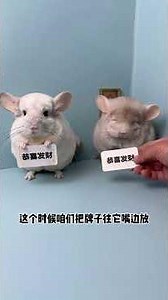Whether a hamster holds up a sign depends on its personality; some really can't be taught.