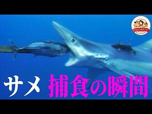 【美しく危険なサメの捕食】ブルーシャークはエサに食いつく直前に「目をつむる」【どうぶつ奇想天外／WAKUWAKU】