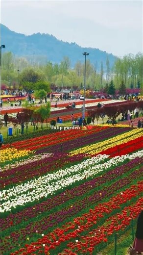 #tulipgardenkashmir #ytshorts #viral #nature #flowers #youtubeshorts #youtube