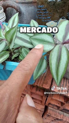 Natural Living & Healthy Plants in Dallas