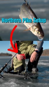 Caleb Wistad shares how he likes to rig the Clam Outdoors Predator Tip-up for northern pike! These predator tip-ups are great because they allow you to set them up as a dead stick or with the auto-setting device. Making the all-in-one set the line device no matter what species you're chasing. #northernpike #livebait #icefishing #setlines #clamoutdoors #stcroixrods | AnglingBuzz