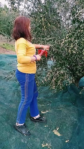 Olive Picking Techniques: Harvesting with Care