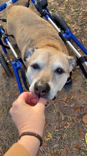 These days aren’t always what we planned but these special dogs just keep showing me how to keep smiling even when things are hard. Couldn’t be happier these two special needs pups have grown to enjoy each others company. Aggie is feeling good these last couple of days - causing trouble and motivating Rodger to keep an eye on what shes up to. We will take it day by day but I’m glad she’s here with us. . . . #fosteringsaveslives #disableddogsofinstagram #separationanxiety #deafdogs #dogtrainingti