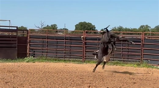 BS Cattle Co. Bang For Your Buck Yearling Bull Sale is set to take place TOMORROW in Ada, Oklahoma! If you can’t make it in person, register to bid online at the link below and be entered to win a YETI backpack! https://cci.auction/orgs/1/auctions/5127 JM 916M is a maternal brother to competition stand out 916K Arnold and sired by Futurity stud 607-F All Day! This calf isn’t doing it in the gate just yet but when he does, look out! Watch what he does when he hooks up. That is the definition of b