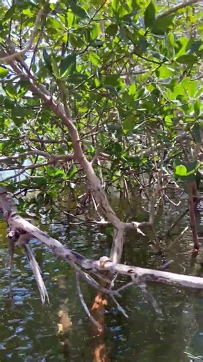 Mangrove Paddleboard Adventure 🌱 Wildlife & Hidden Ecosystems Up Close