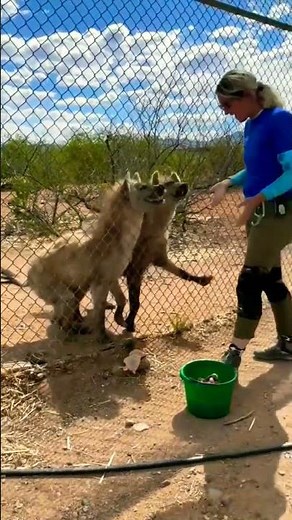 hyena laughing #hyenas #shorts