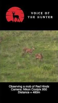 A Mob Of Red Deer Hinds | Nikon Coolpix 950 Zoom Test