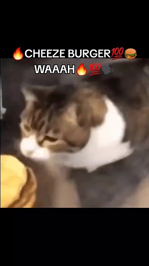Cat Cheeseburger Meme Compilation