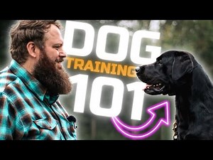 How To Train The Perfect Dog - Simple First Steps