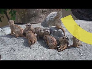 Watch Animals Live 24/7 | Zoo & Aquarium Webcams | Ozolio Streaming Provider