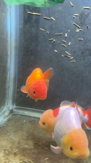 24K views · 420 reactions | Long live Frank. He’s a great accountant. If all things are held constant and no random parasites make their way in, Frank should outlive every fish I currently own. #frank #aquarium #ranchu #goldfish | Luke’s Goldies | Facebook