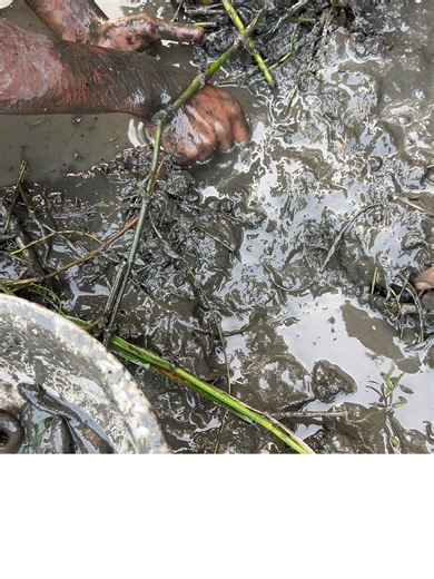 Mud Fishing Techniques: Catching Fish by Hand