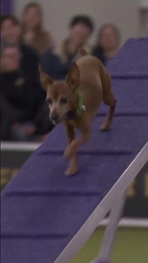 Miniature Pinscher, big energy