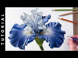 TUTORIAL | How To Draw An Iris Flower In Colored Pencil