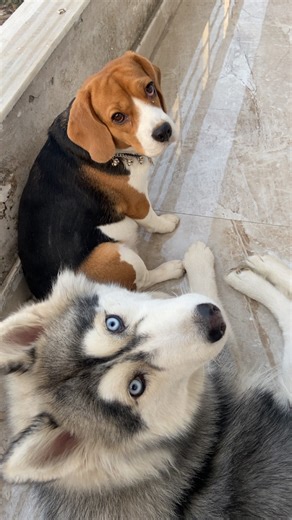 Alexa and Anna🐾 on Instagram: "My girls 🫶🏻🧿 . . . [dog reels, cute dogs, funny dog videos, puppy reels, pet reels, pet influencer] #beagle #husky #annaalexa #dogsofinstagram #fypシ #explore #huskypuppy #beaglepuppy #doglover #Alexathebeagle #beaglepuppy #beaglelove #beaglelife #beagleworld #beaglelover #beagledaily #beagledog #beaglegirl #dogsofinstagram #beagleoftheday #huskylove #huskiesofinstagram #huskyworld #huskylife #huskies #dogslife #doglove"