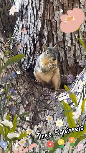 Squirrel Eating Nuts on Tree Branches | #cute #squirrel #animallife #animal #nature #reels #wildlife