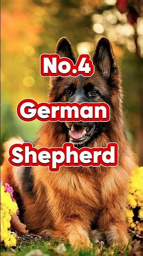 Top 5 most dangerous dogs in the world | Top 5 most dangerous dogs in the world