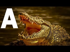 Talking ABC with Alphabetimals / A-Z alphabet animals / ABC animal alphabet / learn English alphabet