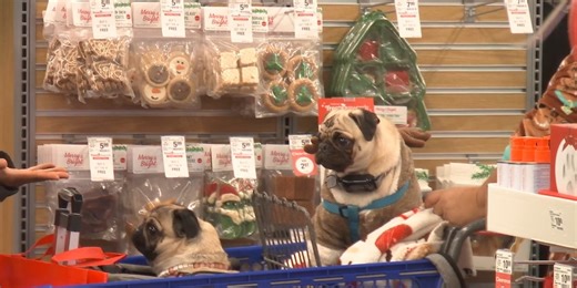 New PetSmart opens at Springfield Crossing