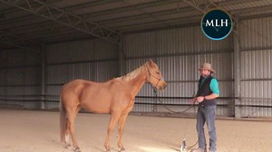 Why won't a horse lead past us at the mounting block? It is frightened of us behind it's eyes; has it had too much driving; is it unable to lead softly; is it frightened of us standing tall above it..? If a horse can lead and trust us, there is no need for a mounting block lesson. | Mark Langley Horsemanship