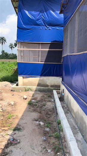 Start Maggot Farming: Easy Process for Farmers