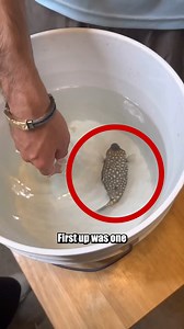 Come see my new fish 🐡 | The Fish Guys
