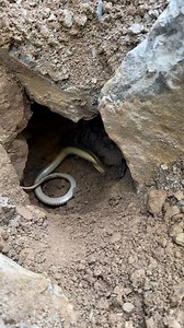 Summertime, crystals, and Scott the snake whisperer….💎🐍 #herkimerdiamond #minerals #crystals #rockhound #outdoors | Mohawk Valley Mineral Mining Inc