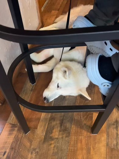 Good dog’s at @outerbanksdistilling ❤️ | Archer the Diabetic Alert Dog