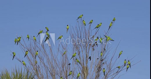 Wild Green Nanday Parakeets flock and fly to a tree in Florida