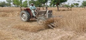 MF 240 Tractor Harvesting Wheat Crop Field with Rapper Machine Heavy Speed || Tractor Trali | Tractor Trali
