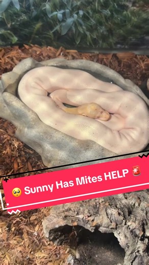 Helping My Snake Sunny Overcome Mite Infestation