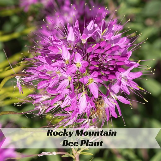 Rocky Mountain Bee Plant Seeds – Cleome Serrulata – Vibrant Pink Flowers for Pollinators and Wildflower Gardens - Etsy