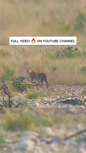 #tiger #shorts #ytshorts #shortsfeed #art #love #nature #jimcorbett