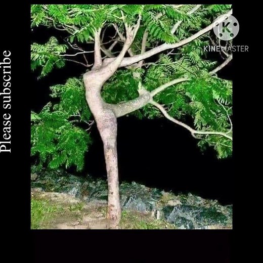 Unbelievable dancing tree