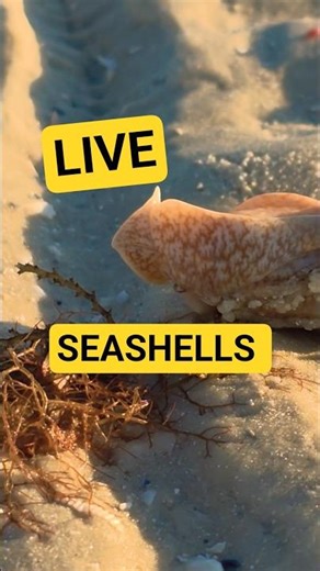 Ever Watch Live Seashells 👀 #seashell #nature
