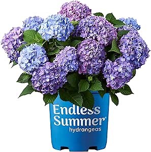 Amazon.com: Endless Summer Hydrangea Bloomstruck, 2 Gallon : Everything Else