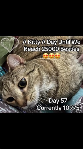 Saturday Feet Snuggles 🥰 My Zoe loves laying on my feet sometimes. I think she may be a fan of my @Sol de Janeiro cream 🤔😂😂🤔 Have a great day y’all!! 🤗🤗 #catsoftiktok #selenagomez #saturdaymorning #feet #cutenessoverload