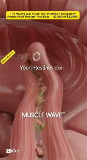 The Moving Wall Inside ur Intestine That Secretly Pushes Food Through Your Body — $3,200 to $32,000