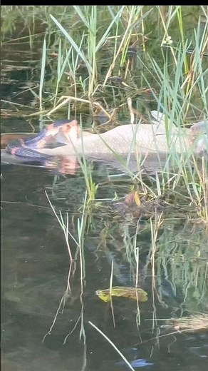 Snake eating a huge bass! What kind of snake is it?
