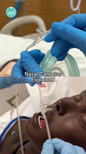 Nasal Cannula Explained It’s a little plastic tube that carries oxygen 🌬️ straight into your nose! ✅ Prongs curve DOWN (Think oxygen going DOWN into the lungs!) ✅ Always goes behind the ears, not over the head ✅ Twist it onto the green Christmas tree adapter 🎄 💧Pro tip: Use humidified air to protect the nose from drying out! #nursingschool #nasalcannula #NursingSchoolTips #NasalCannula #NursingStudents