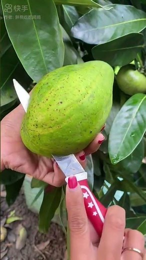 Farm fresh avocado farming #farmingtips #gardeningtips