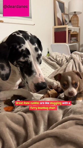 Great Dane cuddles are the best! ❤ | Dear Danes