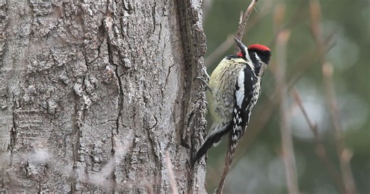 How to Shoot (Good) Bird Videos with Your Camera