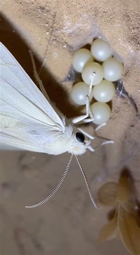 Lepidoptera POV Story #shortvideo #youtubeshorts #wildlife