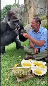 Funniest Gorilla Moments 😂