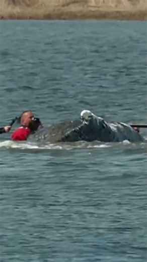 Stranded humpback whale 'Timmy' dies
